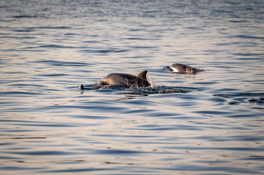 Pula: Brijuni National Park Sunset, Dolphins & Dinner Cruise - Dinner from the onboard galley