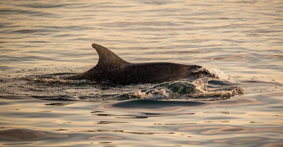 Pula: Brijuni National Park Sunset, Dolphins & Dinner Cruise - Practical details before you go