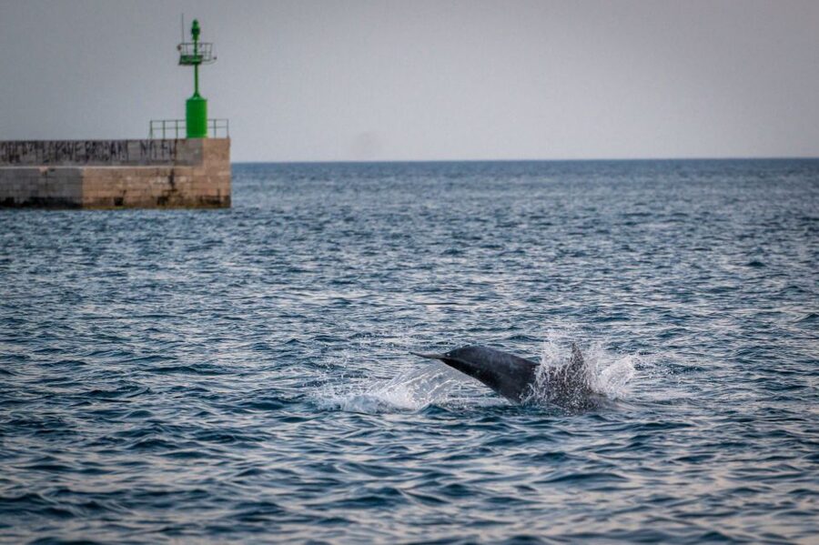 Pula: Brijuni National Park Sunset, Dolphins & Dinner Cruise - Leaving Pula’s port and heading toward Brijuni