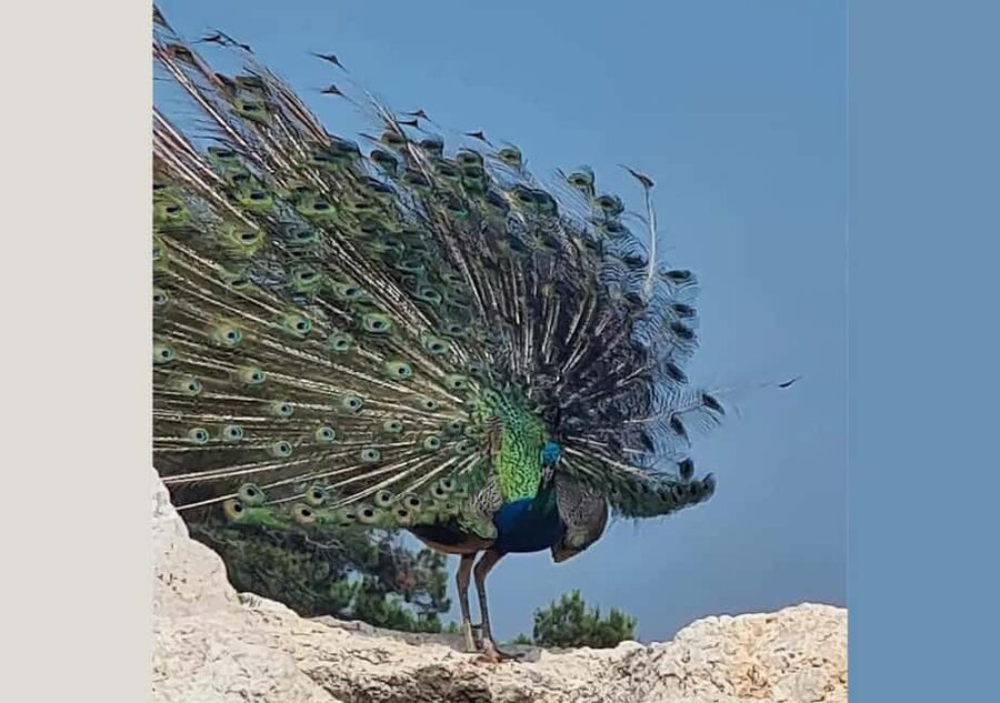 Pula: Brijuni National Park Tour with Island Visit - Food on Board: Lunch, Dinner, or Something in Between