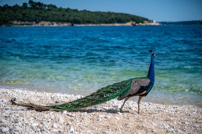 Pula: National Park Brijuni, 2 swimming stops, lunch, drinks - The ride back to Pula