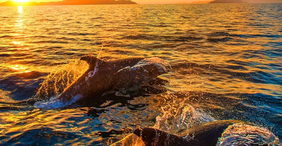 Pula: National Park Brijuni Dolphin Cruise with Dinner - A sunset search for dolphins off Pula
