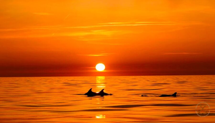 Pula: National Park Brijuni Dolphin Cruise with Dinner - How the dolphin search works