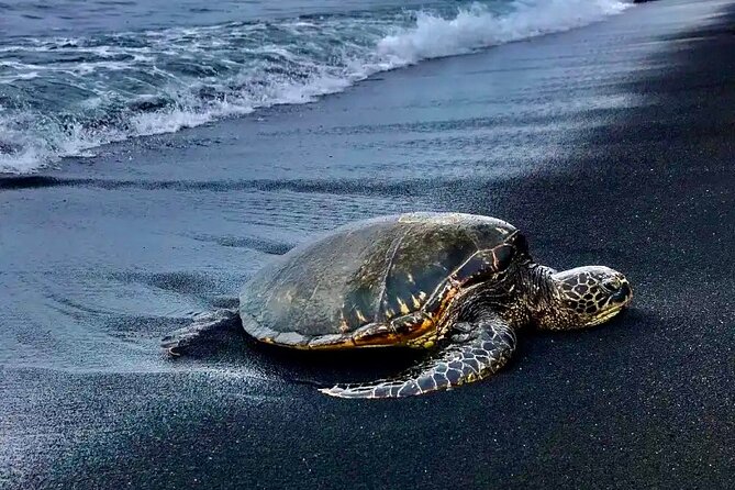 Punalu’u Black Sand Beach Tour - Volcanoes National Park & Hilo - Inside Hawaiʻi Volcanoes National Park