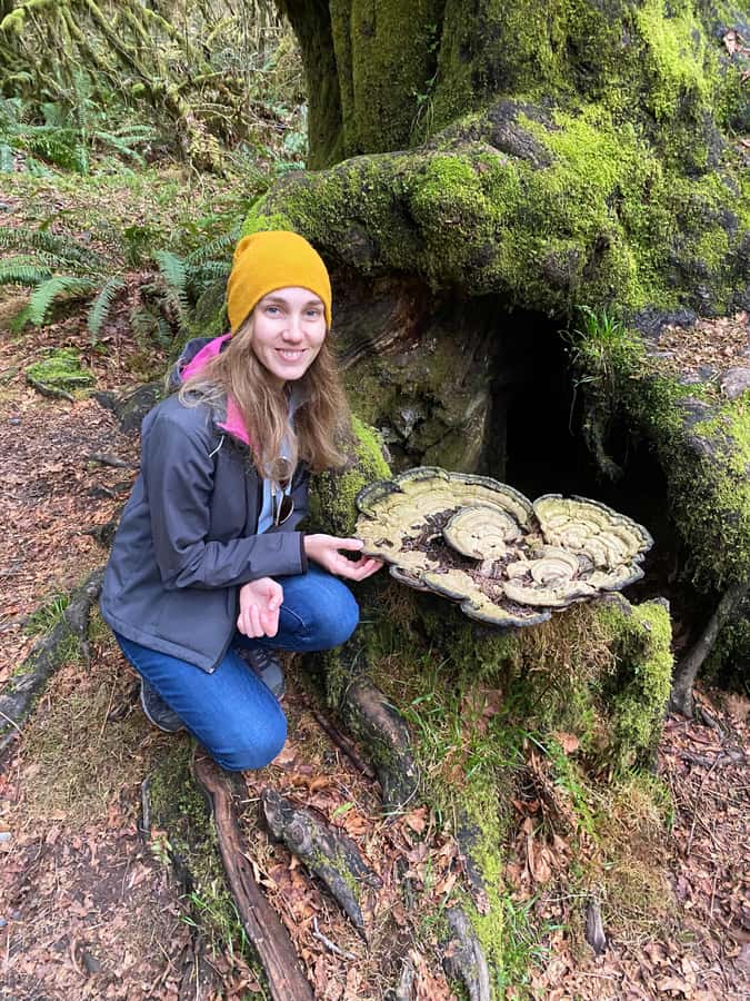 Rainforest and Olympic National Park Highlights - Why this Olympic Peninsula day works