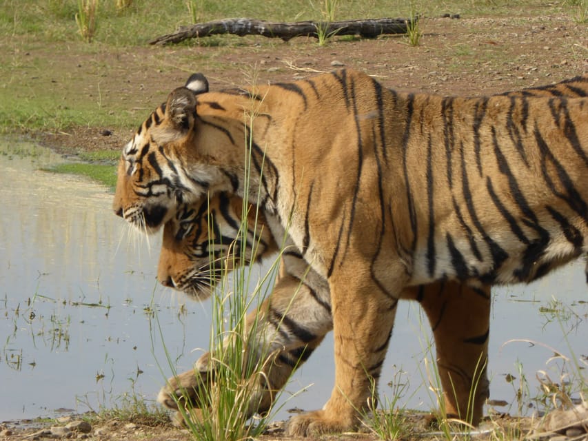 Ranthambore National Park - Key points before you book