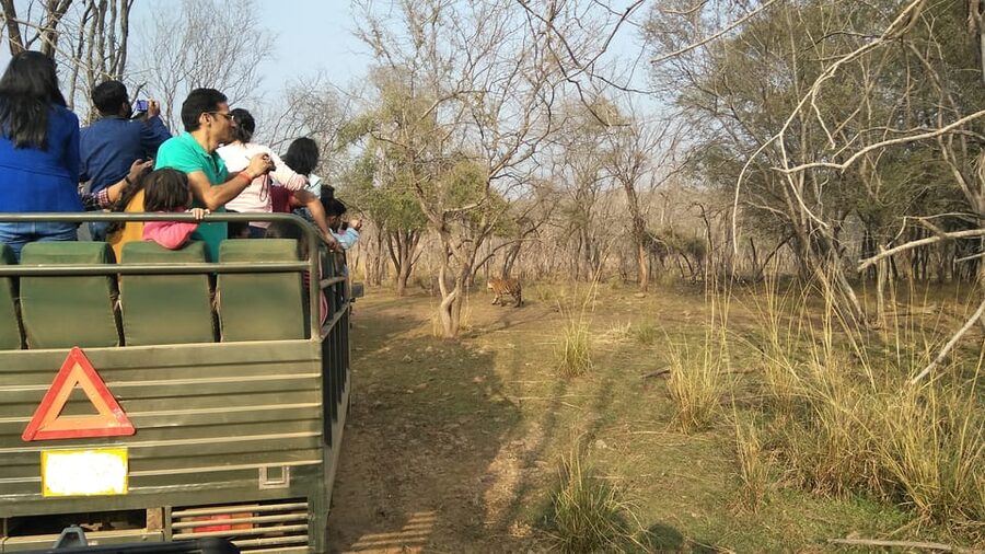 Ranthambore National Park - Practical advice for a better safari