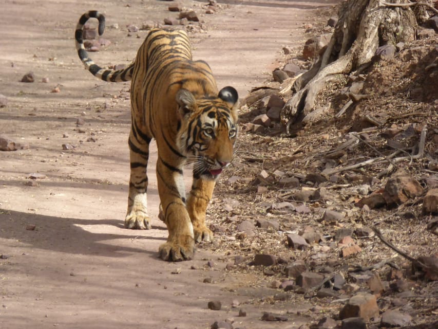 Ranthambore National Park - Jeep or canter: the choice that changes the day
