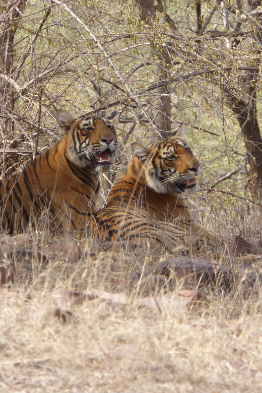 Ranthambore National Park - Entering the park under forest department rules
