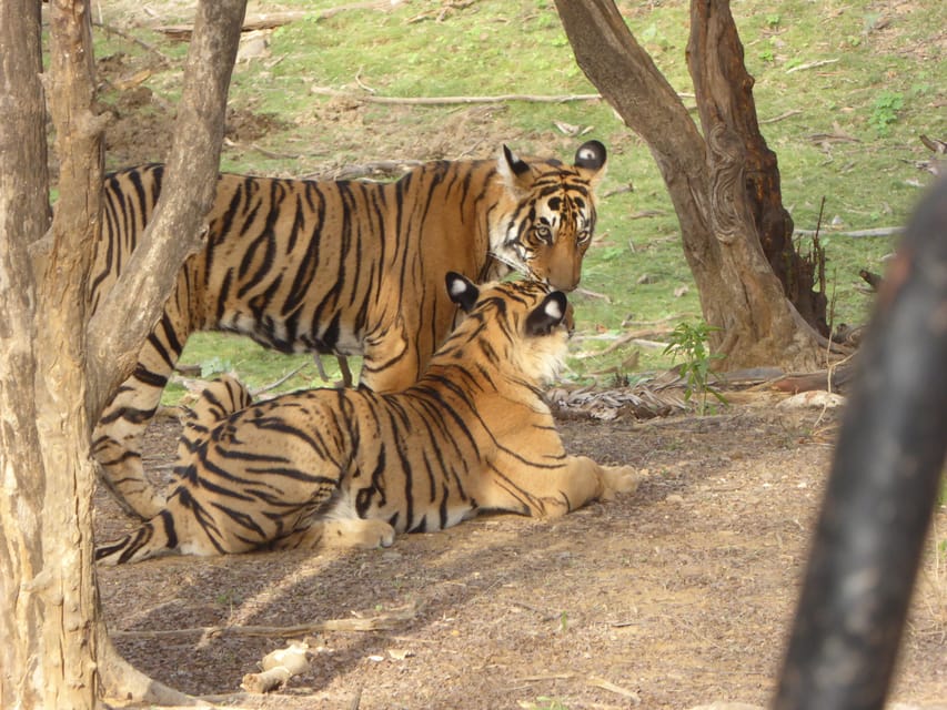 Ranthambore National Park - What the three-hour route feels like