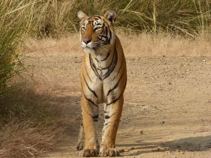 Ranthambore National Park - The animals you might see