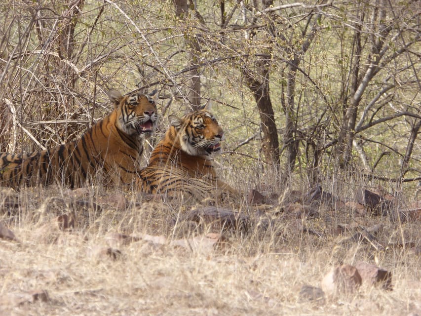 Ranthambore National Park - Guide quality and the language question