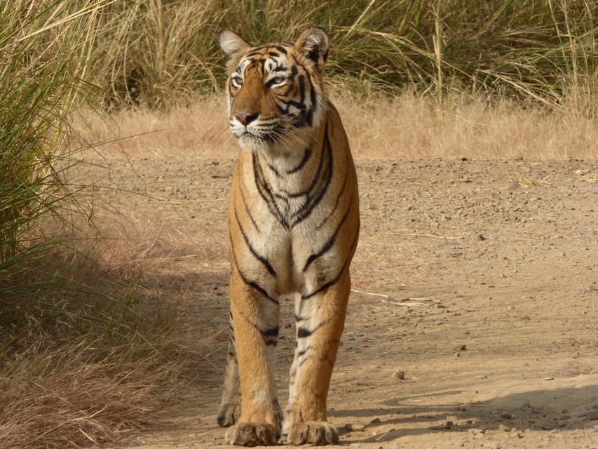 Ranthambore National Park - Is $27 a good price?
