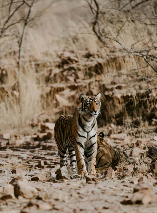 Ranthambore: National Park Guided Jeep or canter Safari - Key points to know before you book