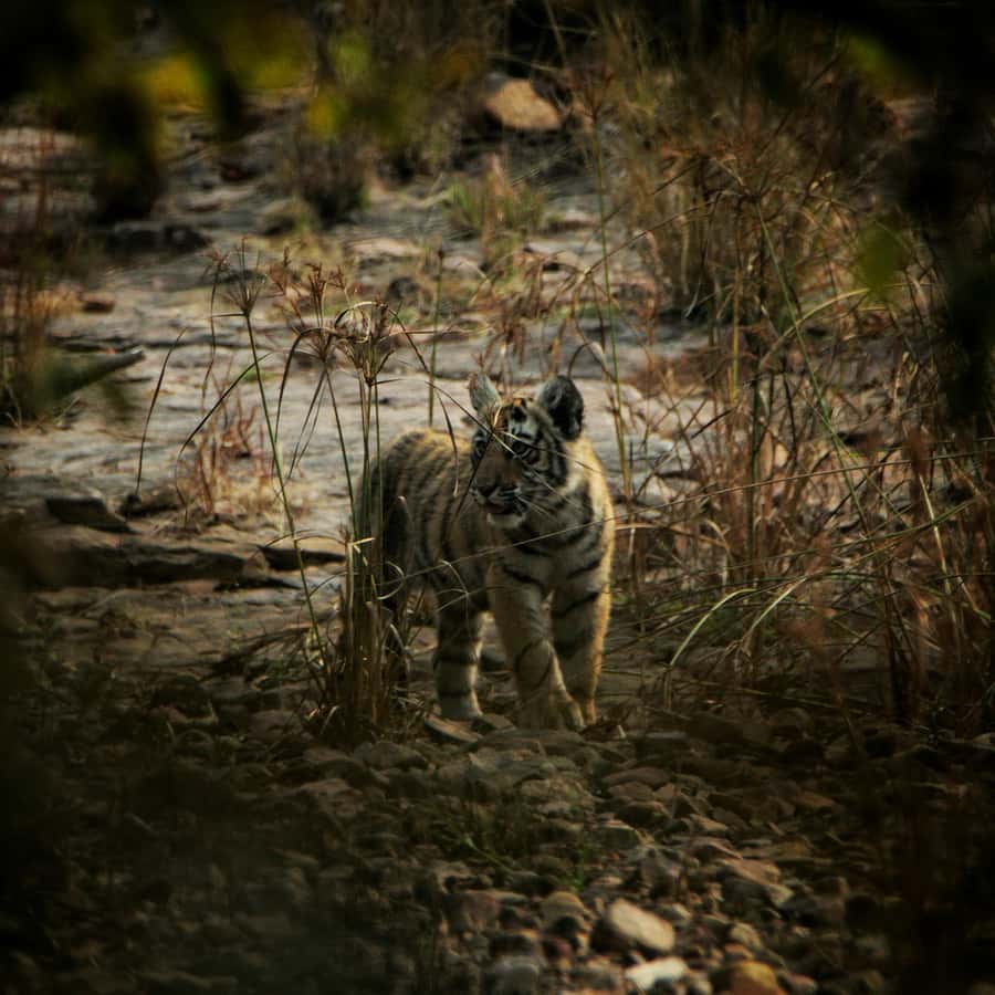 Ranthambore: National Park Guided Jeep or canter Safari - Why the safari zone matters