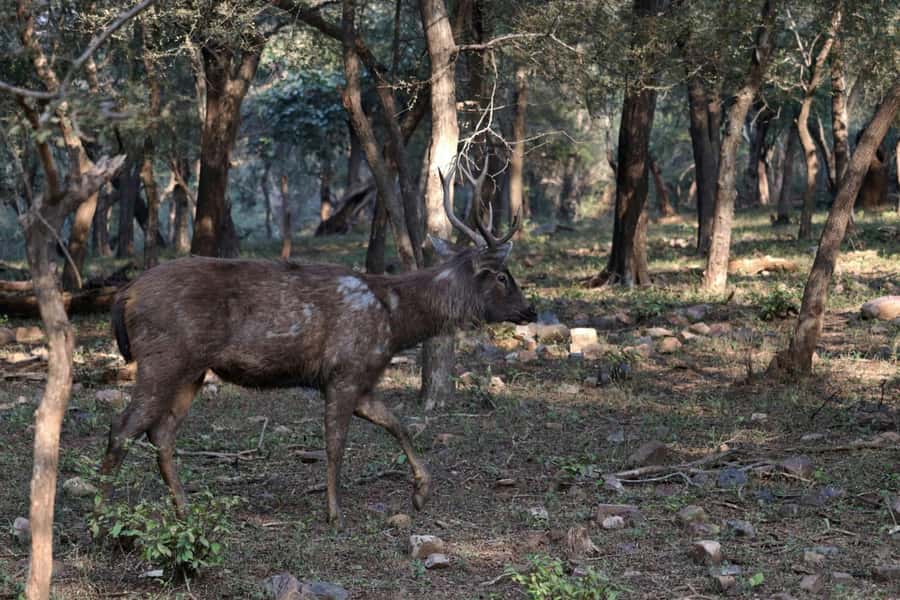 Ranthambore: National Park Guided Jeep or canter Safari - The timing problem and how to handle it