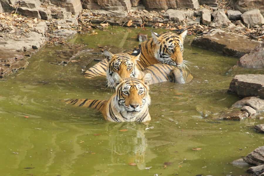 Ranthambore: National Park Guided Jeep or canter Safari - Meeting at Ranthambore and preparing for the ride
