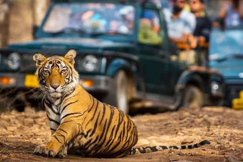 Ranthambore National Park: Jeep Safari from Sawai Madhopur - Should you book the Ranthambore jeep safari?