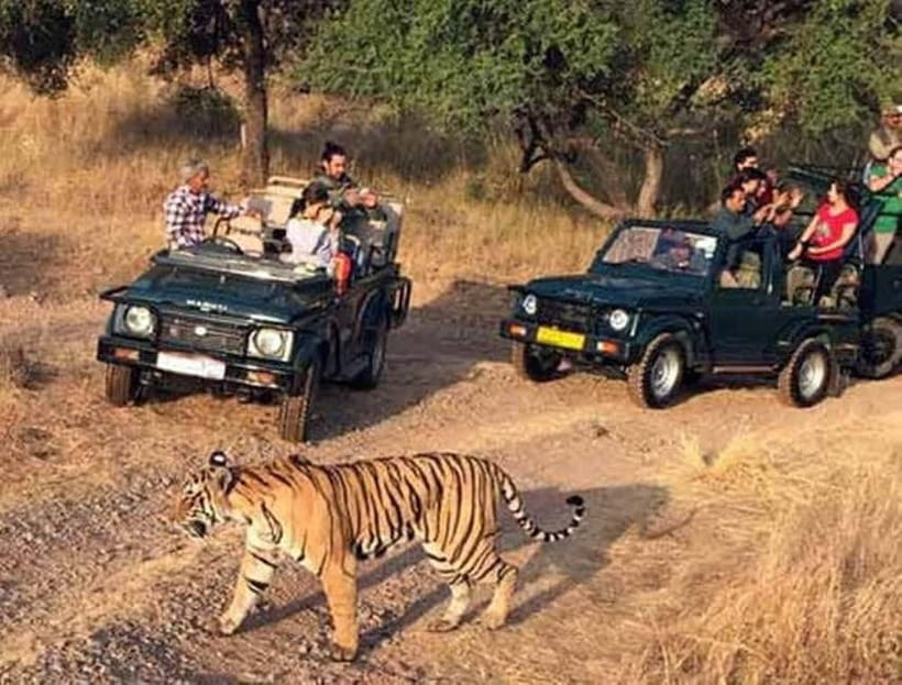 Ranthambore National Park: Jeep Safari from Sawai Madhopur - What you might see beyond the tiger