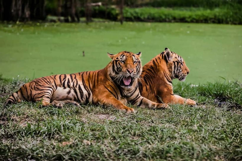 Ranthambore National Park: Jeep Safari from Sawai Madhopur - The scenery and ruins are not a consolation prize