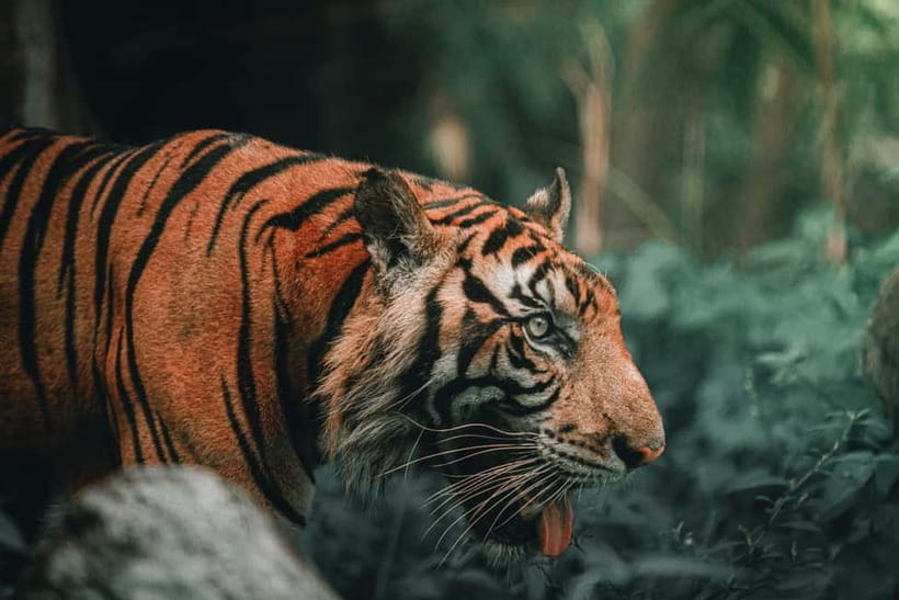 Ranthambore National Park: Jeep Safari from Sawai Madhopur - Timing, patience, and a second chance