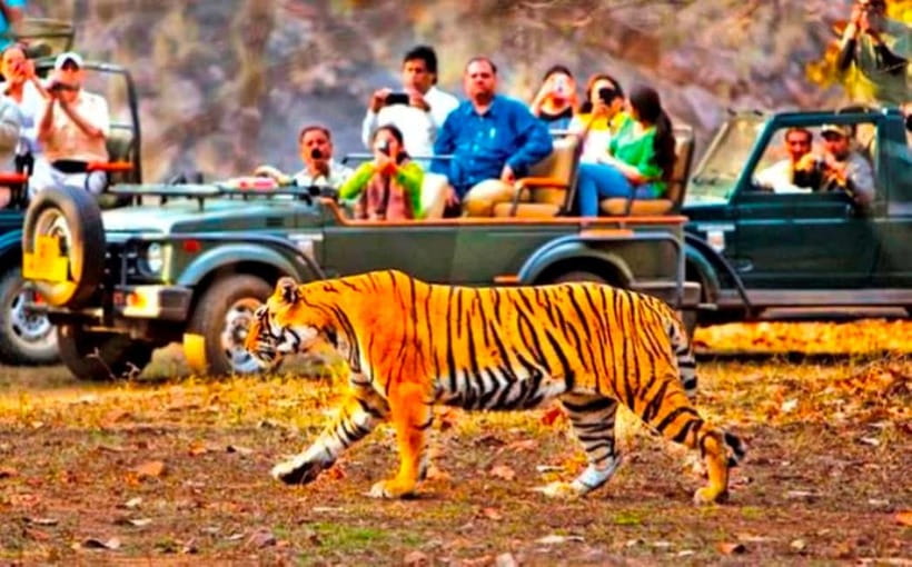 Ranthambore National Park: Jeep Safari from Sawai Madhopur - Who should book this jeep safari?
