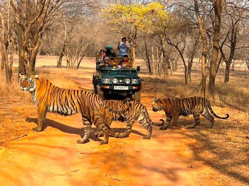 Ranthambore National Park: Jeep Safari from Sawai Madhopur - Inside the jeep, the search begins
