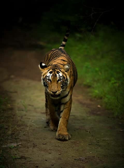 Ranthambore National Park: Safari Ticket with Pickup Option - Why Ranthambore feels different from a standard wildlife drive