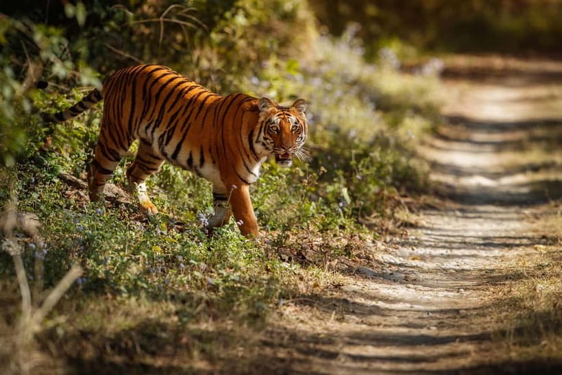 Ranthambore National Park: Safari Ticket with Pickup Option - Jeep or Canter: which vehicle suits you?