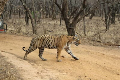Ranthambore National Park: Safari Ticket with Pickup Option