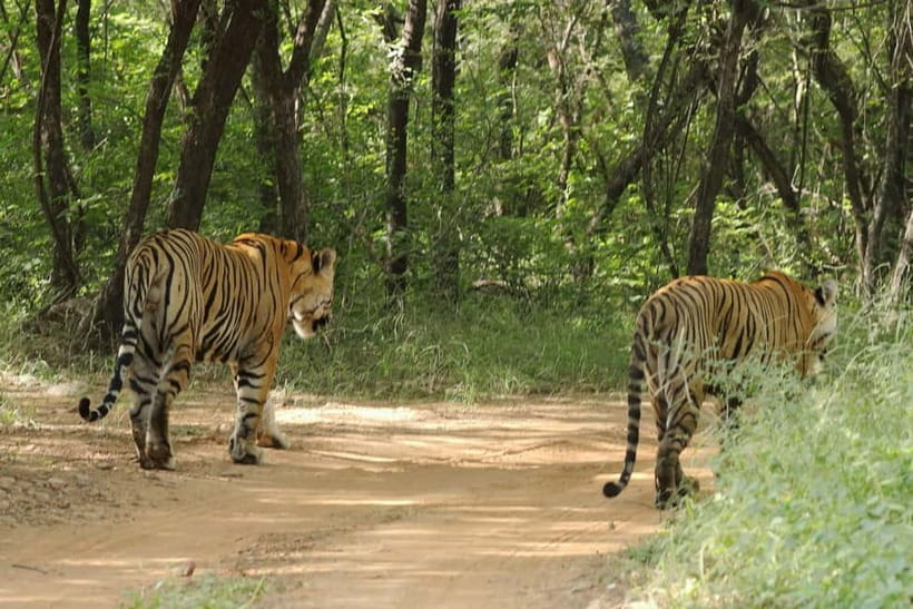 Ranthambore National Park: Safari Ticket with Pickup Option - The animals you may actually see
