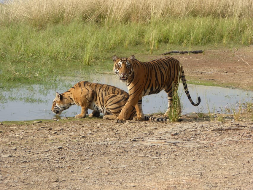 Ranthambore National Park - Starting from your Sawai Madhopur hotel