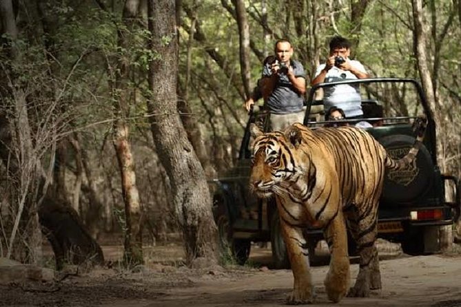 Ranthambore Wildlife Safari Day Trip from Jaipur - What happens at the park entrance