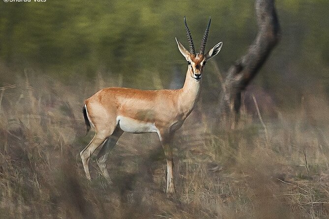 Ranthambore Wildlife Safari Day Trip from Jaipur - Comfort, timing, and what to pack