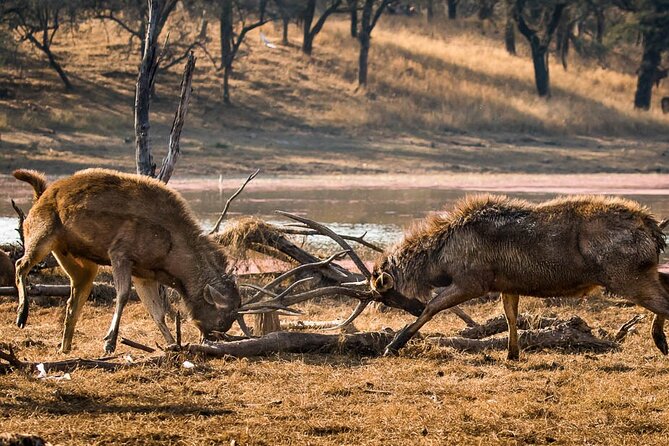 Ranthambore Wildlife Safari Day Trip from Jaipur - Booking advice and cancellation terms