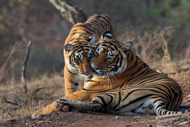 Ranthambore Wildlife Safari Day Trip from Jaipur - Why the private car matters more than the safari vehicle