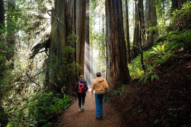 Redwood National Park Self-Guided Audio Tour - Prairie Creek’s giant trees and good walking trails