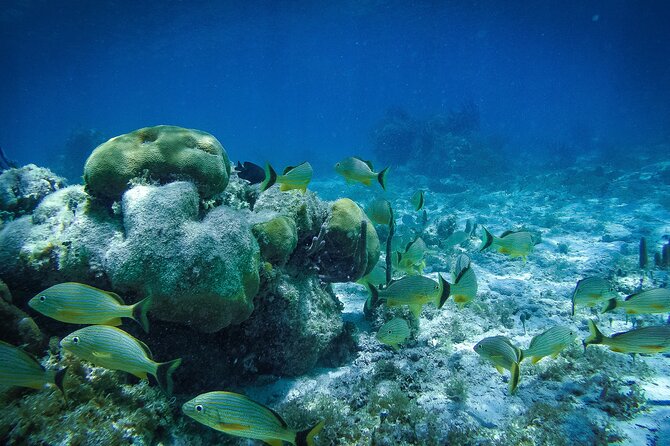 Reef Snorkel In National Park In Puerto Morelos With Lunch And Transportation - Is the $44.25 price a good deal?