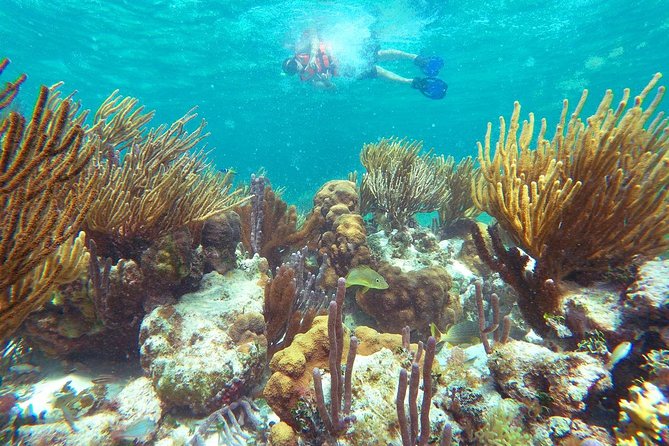 Reef Snorkeling in National Park from Cancun with Beachside Lunch - Is $44 a good value?