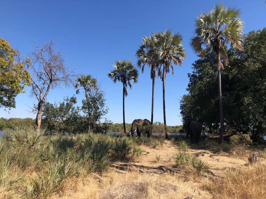 Rhino Walking Safari -Mosi -oa- Tunya National Park - Key points to know before you book