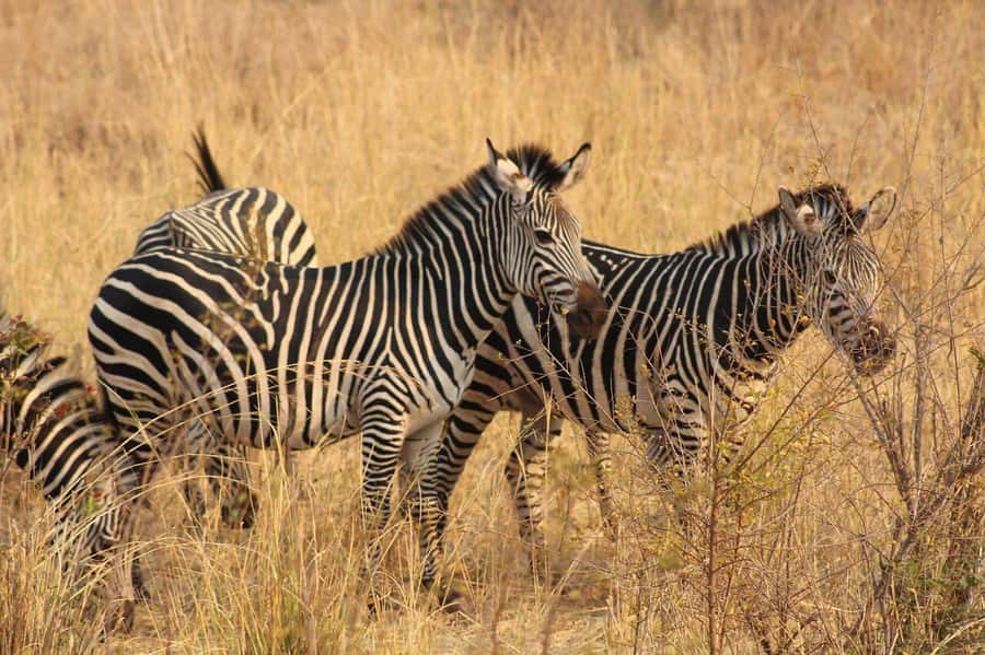 Rhino Walking Safari -Mosi -oa- Tunya National Park - Why walking with rhinos changes the experience