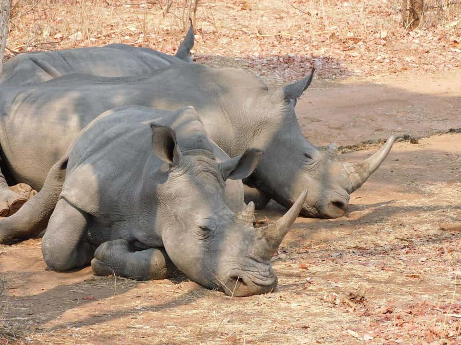 Rhino Walking Safari -Mosi -oa- Tunya National Park - Two hours among rhinos, giraffes, and zebras