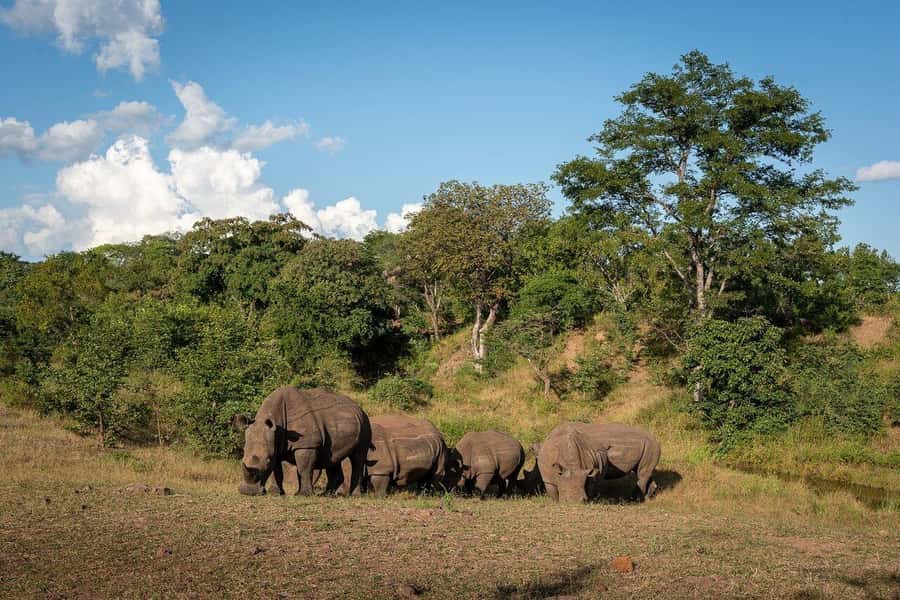 Rhino Walking Safari -Mosi -oa- Tunya National Park - Leaving A’zambezi River Lodge for the park