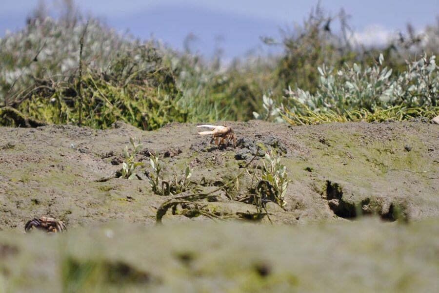 Ria Formosa National Park: Kayak Trip - Why Ria Formosa works so well by kayak