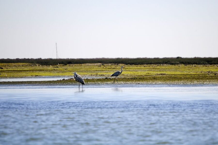 Ria Formosa National Park: Kayak Trip - Watching birds without rushing the moment