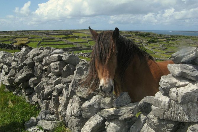 Ring of Kerry Day Tour from Cork: Including Killarney National Park - The food question and extra charges