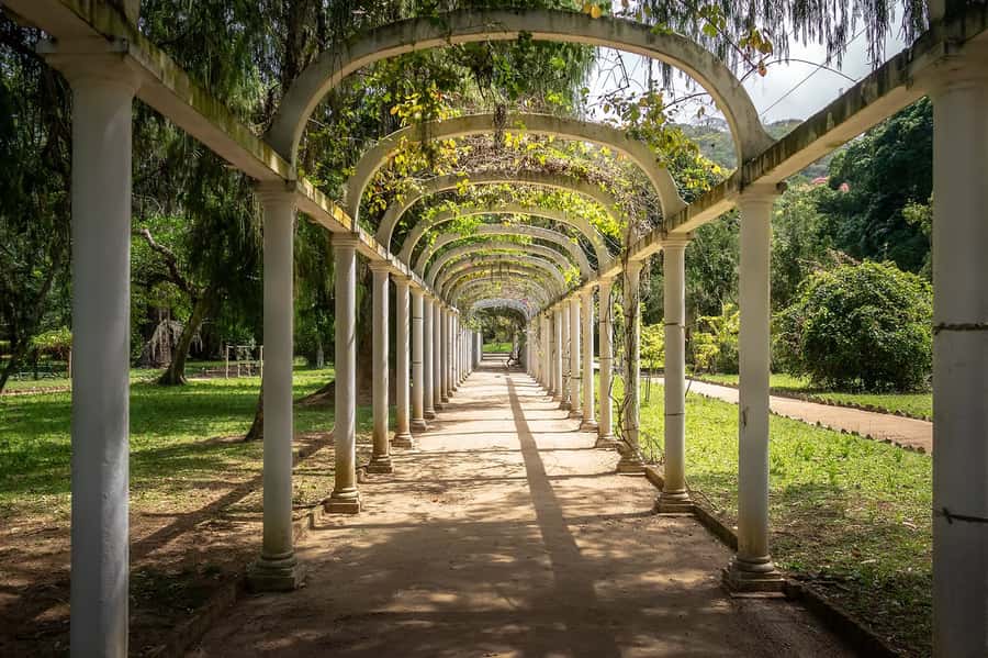 Rio de Janeiro: Tijuca National Park & Botanic Garden Tour - From city streets to Tijuca’s rainforest