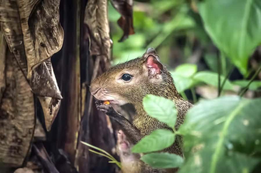 Rio de Janeiro: Tijuca National Park & Botanic Garden Tour - The Botanical Garden’s 7,000 plant species