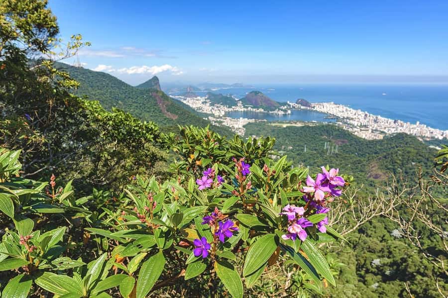 Rio de Janeiro: Tijuca National Park & Botanic Garden Tour - Is $65 a fair price?