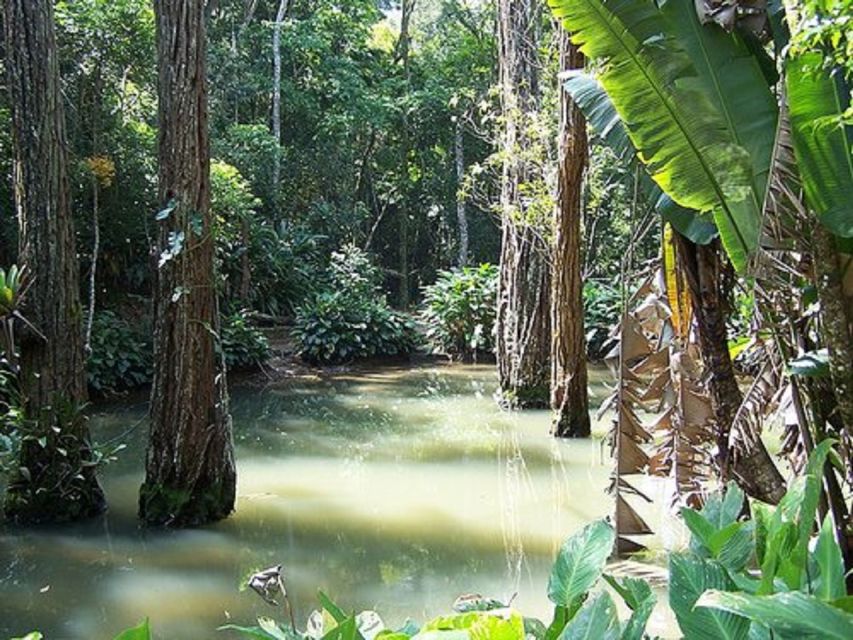 Rio de Janeiro: Tijuca National Park EcoTour - Should you book the Tijuca National Park EcoTour?
